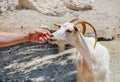 Goat and menÃ¢â¬â¢s hand on sunny day